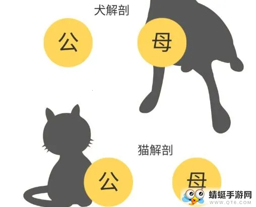 3dbody宠物破解版 3dbody宠物破解版